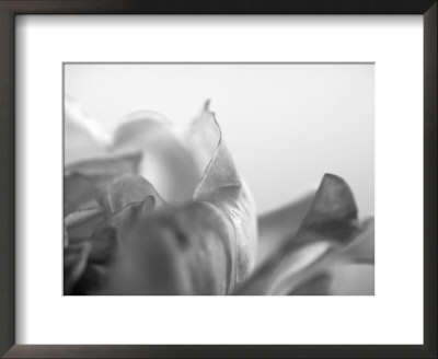 Petal Closeup Iv by Nicole Katano Pricing Limited Edition Print image