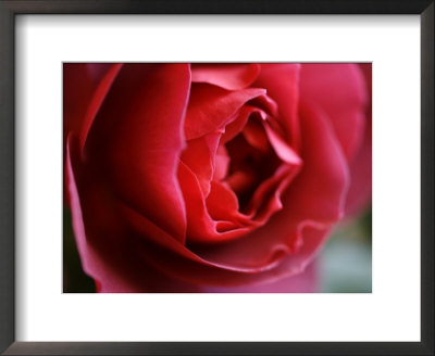 Dramatic Rose by Nicole Katano Pricing Limited Edition Print image