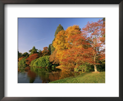 Acer Trees In Autumn, Sheffield Park, Sussex, England, United Kingdom by Michael Busselle Pricing Limited Edition Print image