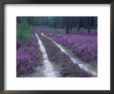Landes Forest, Aquitaine, France by Michael Busselle Pricing Limited Edition Print image
