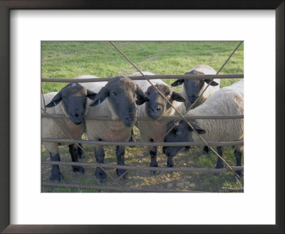 Black Faced Sheep Looking Through Gate On The Cotswold Way, Stanway Village, The Cotswolds, England by David Hughes Pricing Limited Edition Print image