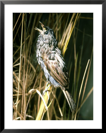Dusky Seaside Sparrow, Florida by James H. Robinson Pricing Limited Edition Print image