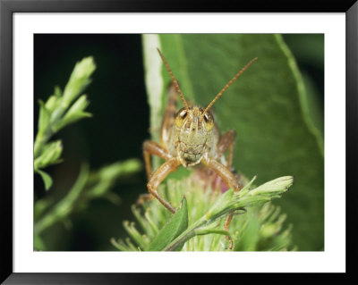 A Grasshopper Perched On A Plant by Darlyne A. Murawski Pricing Limited Edition Print image