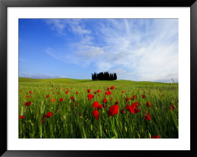 Poppies In A Wheatfield And Cypresses by Raul Touzon Pricing Limited Edition Print image