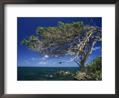 Divi Divi Tree, Cudarebe Point, Aruba, West Indies, Dutch Caribbean, Central America by Sergio Pitamitz Pricing Limited Edition Print image