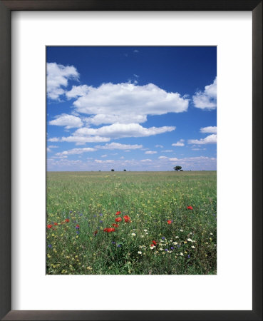 Field Of Wild Flowers, Guadalajara, Castilla-La Mancha, Spain by Ruth Tomlinson Pricing Limited Edition Print image