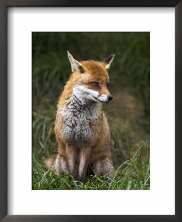 Red Fox, Vulpes Vulpes, Captive, United Kingdom by Steve & Ann Toon Pricing Limited Edition Print image