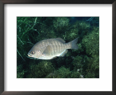Black Perch, California by Wayne Brown Pricing Limited Edition Print image