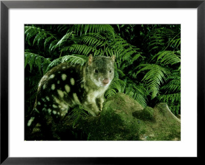 Spotted-Tailed Quoll, Queensland, Australia by Lloyd Nielsen Pricing Limited Edition Print image