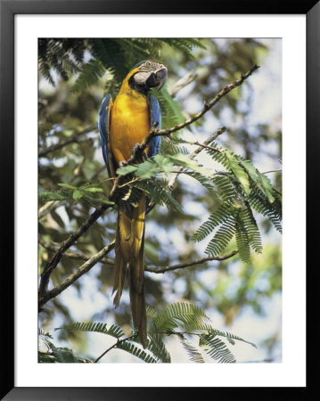 A Macaw Sits On A Tree Branch In A Forest by Ed George Pricing Limited Edition Print image