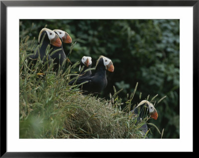 A Group Of Tufted Puffins On A Grassy Hillside by George F. Mobley Pricing Limited Edition Print image