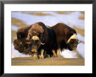 Muskoxen Square Off In A Defensive Cluster by Paul Nicklen Pricing Limited Edition Print image