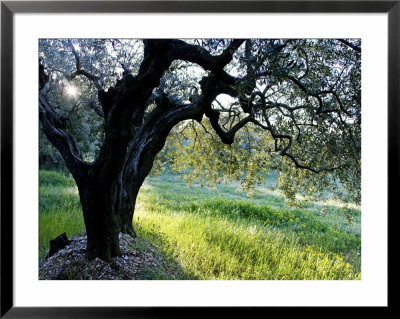 Olive Tree, Provence, France by Alain Christof Pricing Limited Edition Print image