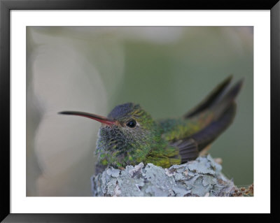 Detail Of Buff-Bellied Hummingbird Sitting On Nest Atop Cactus Plant, Raymondville, Texas, Usa by Arthur Morris Pricing Limited Edition Print image