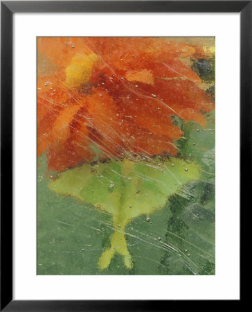 Luna Moth On Orange Dahlia Behind Glass, Pennsylvania, Usa by Nancy Rotenberg Pricing Limited Edition Print image
