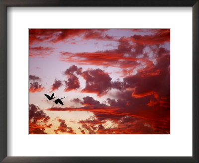 Silhouette Of Roseate Spoonbills In Flight At Sunset, Tampa Bay, Florida, Usa by Jim Zuckerman Pricing Limited Edition Print image