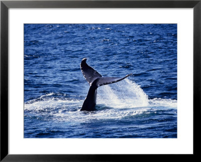 Humpback Whale, Lobtailing, Calif by Gerard Soury Pricing Limited Edition Print image