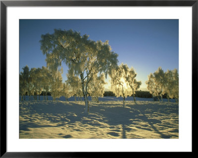 Silver Birches In Winter Encrusted With Hoar Frost And Snow, Cairngorms National Park, Scotland by Mark Hamblin Pricing Limited Edition Print image