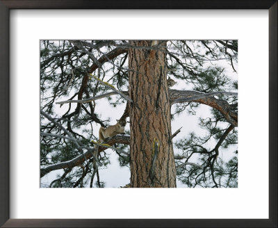 A Mountain Lion Lies On The Branch Of A Pine by Dr. Maurice G. Hornocker Pricing Limited Edition Print image