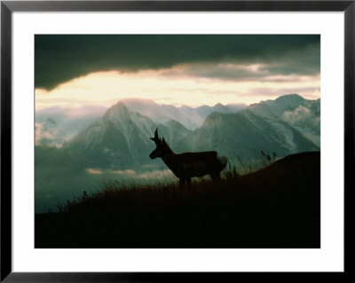 A Pronghorn Stands On A Grassy Hillside by Sam Abell Pricing Limited Edition Print image