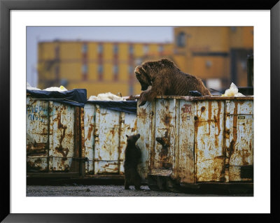 Grizzly Bear And Her Cub Scavenge From A Dumpster by Joel Sartore Pricing Limited Edition Print image