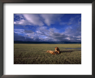 A Pair Of African Lions Resting On A Savanna Under A Cloud-Filled Sky by David Pluth Pricing Limited Edition Print image