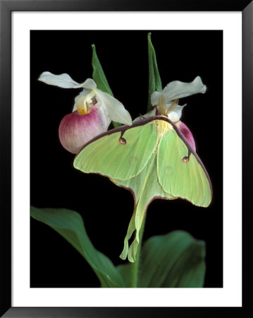 Luna Moths On Showy Lady Slipper, Wilderness State Park, Michigan, Usa by Claudia Adams Pricing Limited Edition Print image