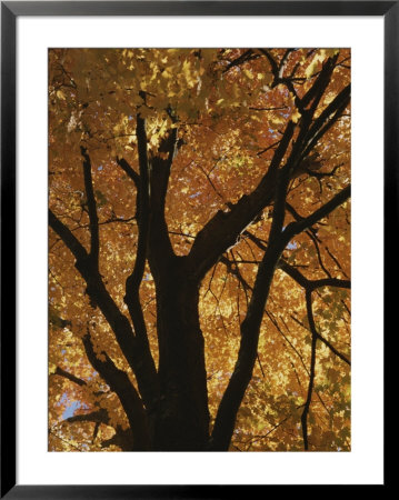 Autumn Color Blazes In A Maple Tree by Roy Gumpel Pricing Limited Edition Print image