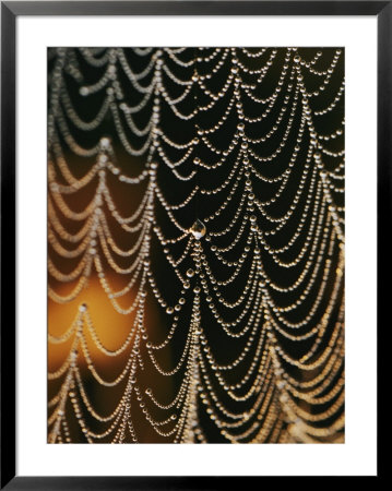 An Orb-Weaver Spider Web Covered In The Early Morning Dew by Brian Gordon Green Pricing Limited Edition Print image