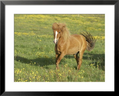 Icelandic Horse Running Across Meadow, Iceland by Mark Hamblin Pricing Limited Edition Print image