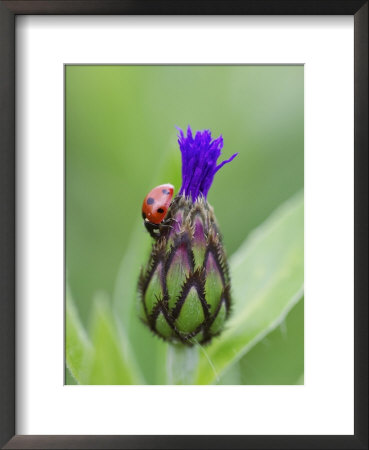 Seven Spot Ladybird On Flower Bud Of Cornflower, Scotland by Mark Hamblin Pricing Limited Edition Print image