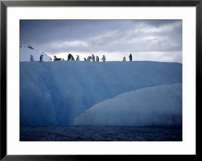 Adelie Penguins, Antarctica by Ernest Manewal Pricing Limited Edition Print image