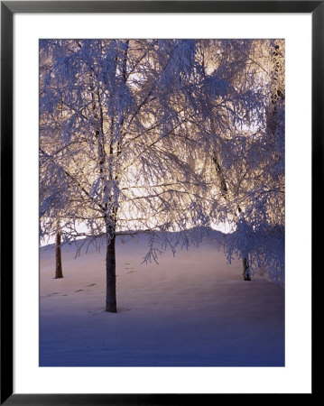 Snowy Light Trees, Anchorage, Alaska by Mike Robinson Pricing Limited Edition Print image