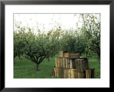 Apple Orchard, Apple Collecting In Wooden Boxes by Michele Lamontagne Pricing Limited Edition Print image