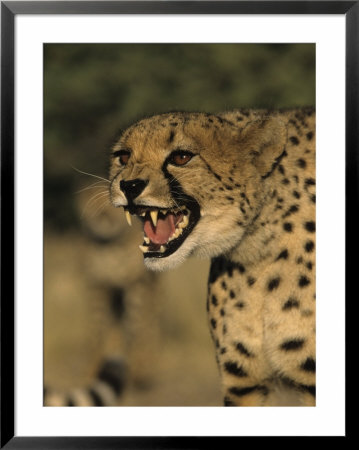 Cheetah, (Acinonyx Jubatus), Duesternbrook Private Game Reserve, Windhoek, Namibia by Thorsten Milse Pricing Limited Edition Print image
