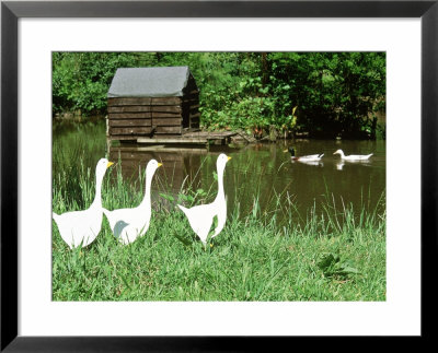 Three White Geese Ornaments In Long Grass Near Pond, Mallard Ducks In Background by Georgia Glynn-Smith Pricing Limited Edition Print image