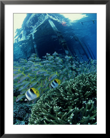 Reef Panorama Under Pier, French Polynesia by Tobias Bernhard Pricing Limited Edition Print image