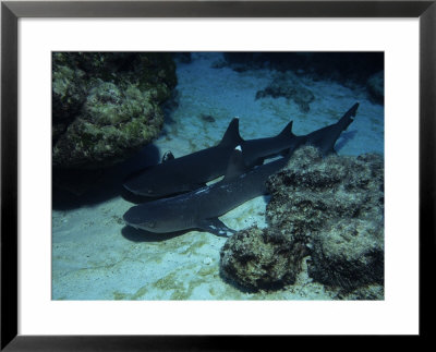 Whitetip Reef Shark On Sea Floor, Costa Rica by Gerard Soury Pricing Limited Edition Print image