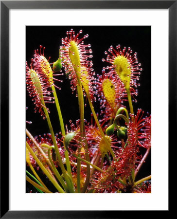 Sundew by David M. Dennis Pricing Limited Edition Print image