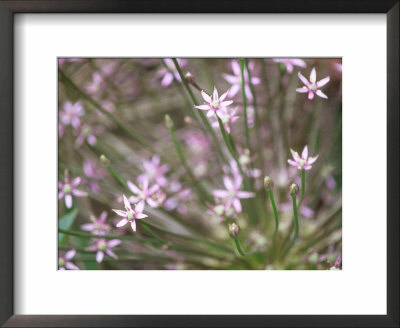 Allium Schubertii, Pink Flower Heads by Carole Drake Pricing Limited Edition Print image
