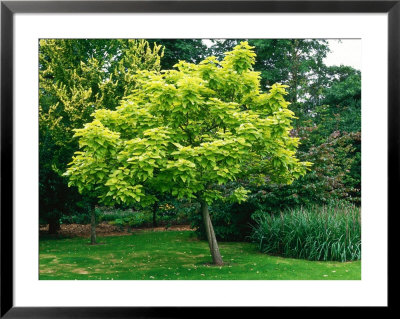 Catalpa Bignonioides Aurea & Ulmus by Brian Carter Pricing Limited Edition Print image