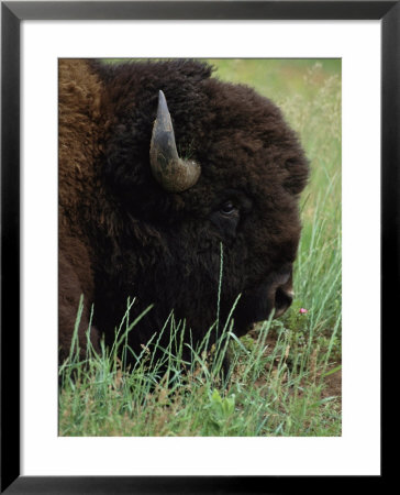 Profile Of An American Bison by Annie Griffiths Belt Pricing Limited Edition Print image