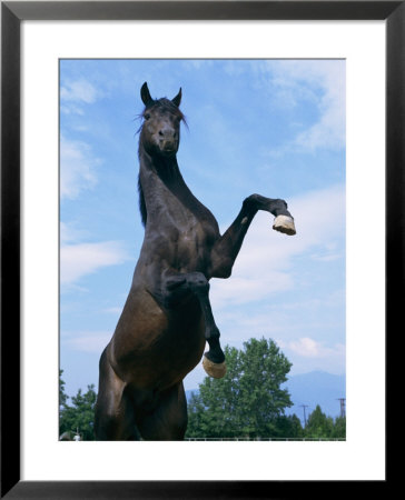 Rearing Horse by James L. Stanfield Pricing Limited Edition Print image