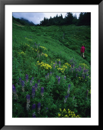 Hiking In The Coastal Hills Near Homer, Alaska by Bill Hatcher Pricing Limited Edition Print image