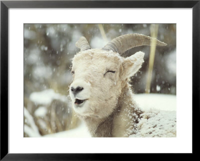 Bighorn Rams, Bh-2 Whiskey Mountain, Wind River Mountains, Near Dubois, Wyoming, Usa by Howie Garber Pricing Limited Edition Print image