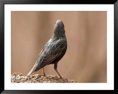 A European Starling (Sturnus Vulgaris Linnaeus) On A Spring Day by Joel Sartore Pricing Limited Edition Print image