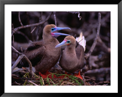 Nesting Pair Of Red-Footed Boobies (Sula Sula) In Mangroves On Lighthouse Reef, Belize by Ralph Lee Hopkins Pricing Limited Edition Print image