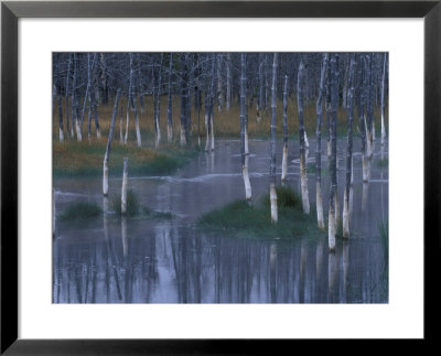 Trees Reflected In Pond Along Firehole Lake Drive, Yellowstone National Park, Wyoming, Usa by Jamie & Judy Wild Pricing Limited Edition Print image