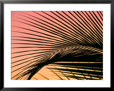Coconut Leaf At Sunset, Kohala Coast, Usa by Holger Leue Pricing Limited Edition Print image