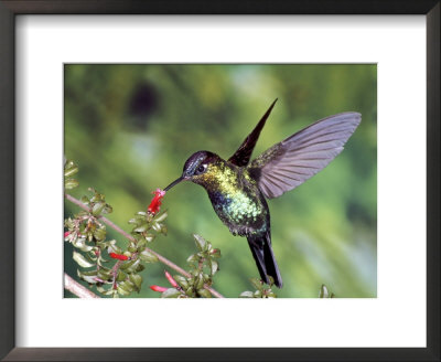 Fiery-Throated Hummingbird, Feeding At Fuchsia Microphylla, Volcan Poas National Park, Costa Rica by Michael Fogden Pricing Limited Edition Print image